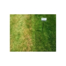 TruGreen - Lawn Maintenance