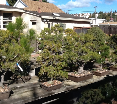 Grove Way Bonsai Nursery - Hayward, CA