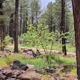 The Arboretum at Flagstaff