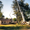 Todd's Tip Top Complete Tree Service Inc gallery