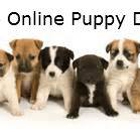 Online Puppy Direct - CLOSED