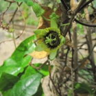 Barton Springs Nursery