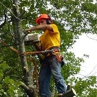 Touch of Texas tree removal