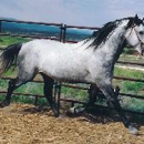 Weaselskin Equestrian Center - Horse Training