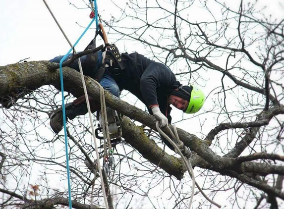 JR's Tree Service, LLC - Mount Morris, MI