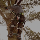 Wyoming Professional Tree Care, LLC