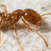 Chemi-Pure Termite & Pest Control gallery