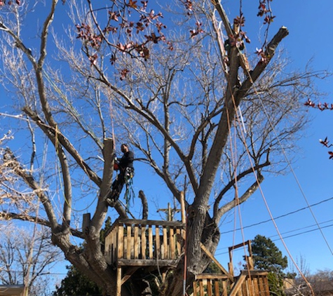 B&G TREE TRIMMING - Santa Fe, NM