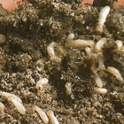Spivey Termite & Pest Control, Inc.