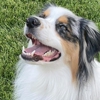 All About Dogs Grooming Salon & Daycare gallery