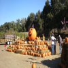 Uncle Ray's Pumpkin Patch gallery