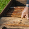 Central MS Termite & Pest Control gallery