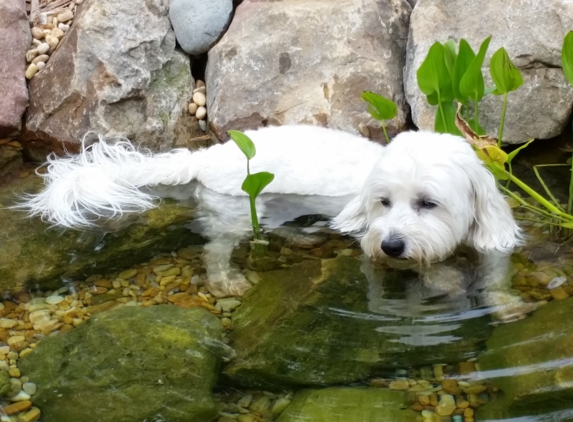 Capital Veterinary Specialists - Tallahassee, FL. Griffin in his pond