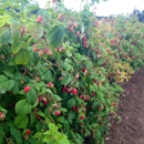 Harvold Berry Farm - Farms