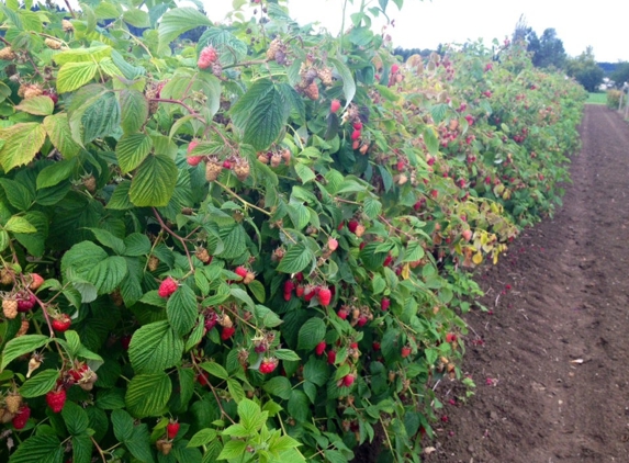 Harvold Berry Farm - Carnation, WA