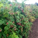 Harvold Berry Farm