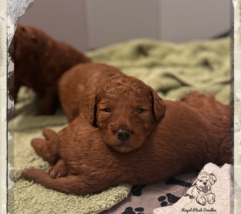 Royal Plush Doodles - Tampa, FL. Our New Litter of Red Petite Goldendoodles