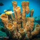 SCUBAdventures Naples - Diving Excursions & Charters