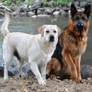 Blue Ridge Pampered Canine - Pet Boarding & Kennels