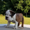 English Bulldog Kennel - Pet Breeders