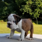 English Bulldog Kennel