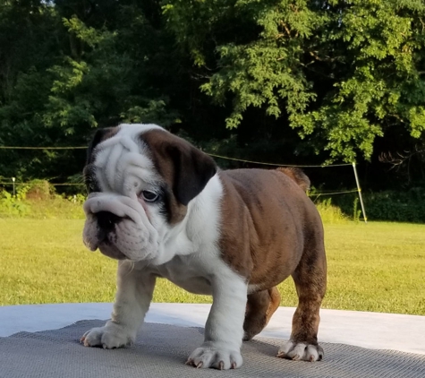 English Bulldog Kennel - Snellville, GA