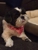 City Dogs Grooming - Pet Services