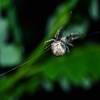 Pest Control Experts gallery