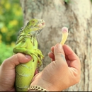 Humane Iguana Control - Pest Control Services