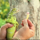 Humane Iguana Control