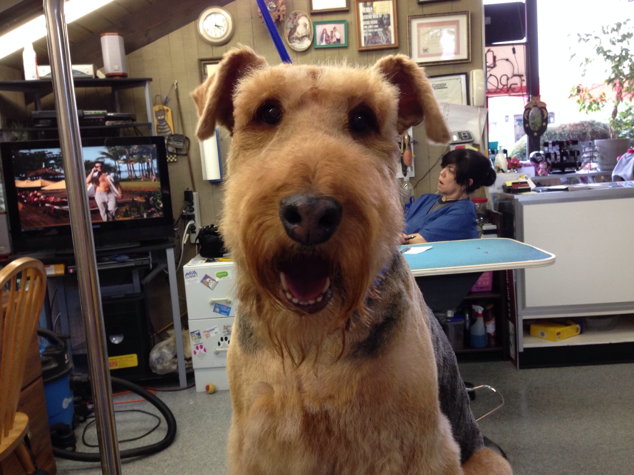 Amazing Dog Grooming Lakewood Ranch in the year 2023 Check it out now 