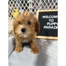 Sugar Sweet Georgia Puppies - Pet Stores