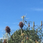 UC Santa Cruz Arboretum & Botanic Garden