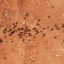 Bargain Exterminating - Pest Control Equipment & Supplies