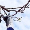 Mountain Tree Service gallery