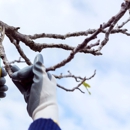 Mountain Tree Service - Tree Service