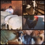 Farm Sanctuary's Animal Acres