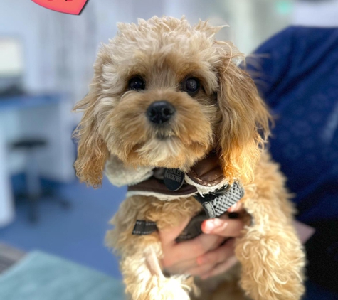 Lorn Veterinary Clinic - Lorn, NSW