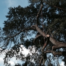 KDT Tree Service - Arborists