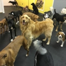 A Howlin' Good Time - Dog Day Care