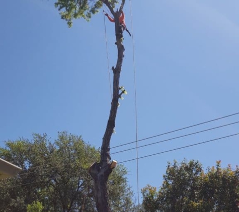 Mercer Tree Service