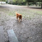 Pinole Dog Park
