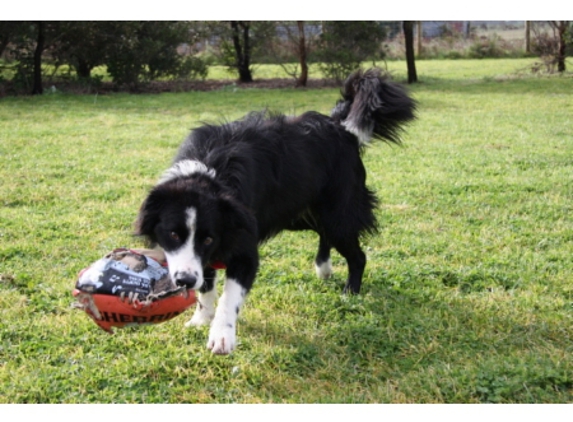 Portland Mutts 'N' Mogs - Portland West, VIC