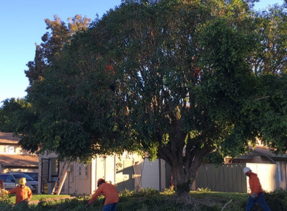 Trees'N  Things - Chatsworth, CA