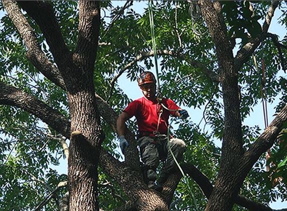 Jody's Tree Service - Temple, TX