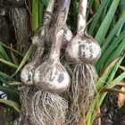 Badgerland Garlic