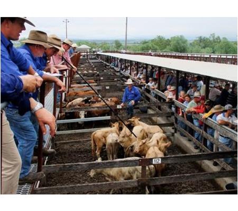 Baileys Property & Livestock - Singleton, NSW