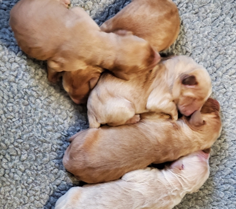 Golden Beauties Driven To Doodles, Llc. Puppies from golden beauties driven to doodles