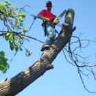 JTS TREE SERVICE LLC