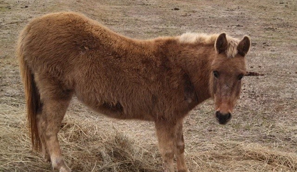 Paws Ranch Equine Rescue, Inc. - Bostic, NC